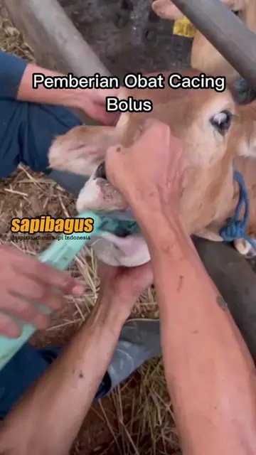 Obat-Cacing-Bolus-Wormzol-